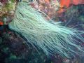 Anemonia viridis